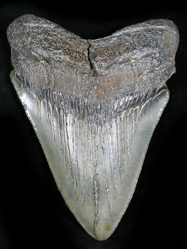 Bargain Megalodon Tooth - South Carolina #28017